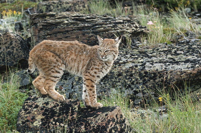 山猫(Lynx rufus)，也被称为红山猫，是一种中型猫，原产于北美。它的分布范围从加拿大南部到美国大部分地区，再到墨西哥的瓦哈卡州。蒙大拿东冰川。